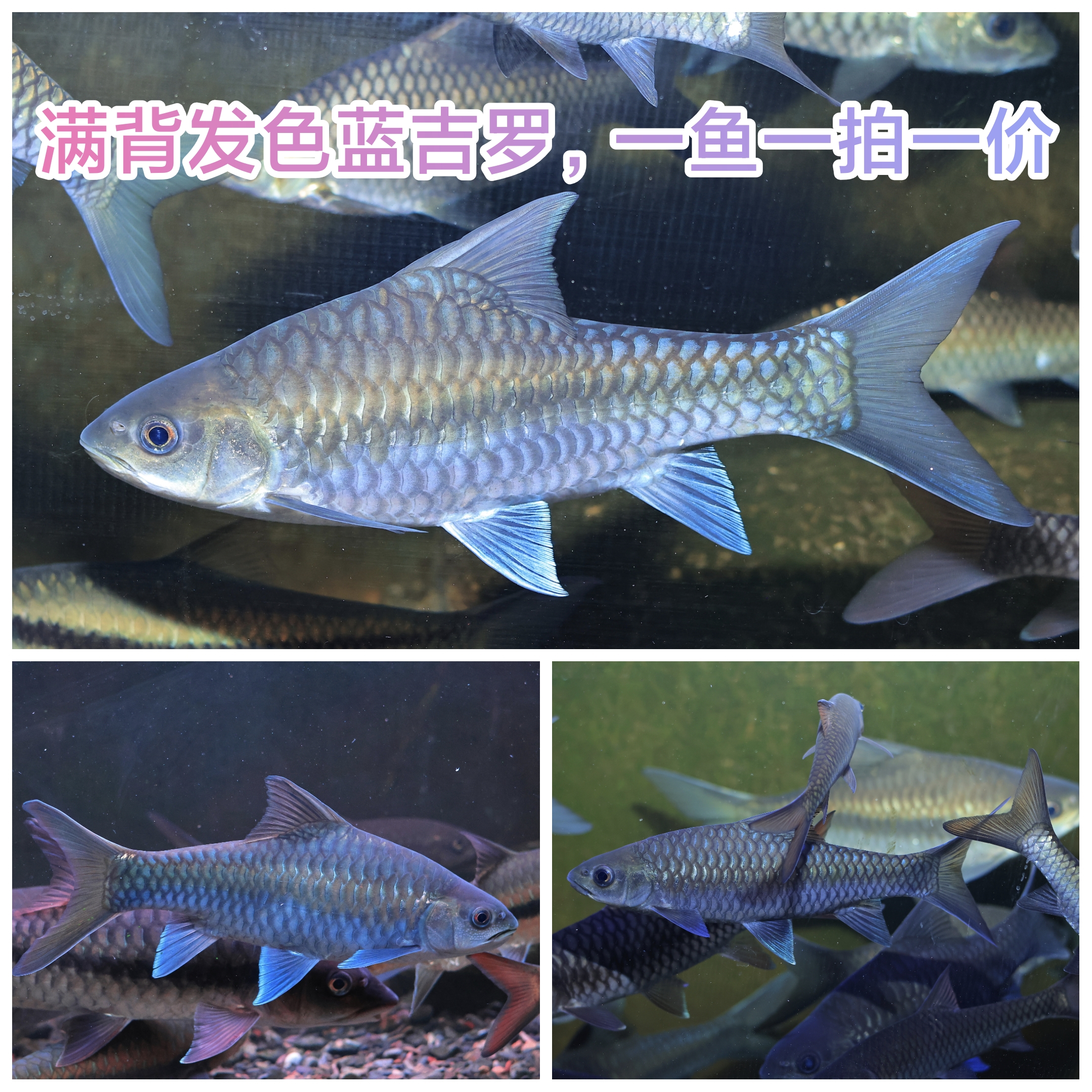 蓝吉罗异口蓝吉罗新光唇保山蓝吉罗史氏原生蓝吉罗冷水观赏鱼精选