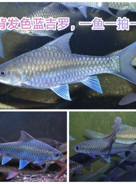 蓝吉罗异口蓝吉罗新光唇保山蓝吉罗史氏原生蓝吉罗冷水观赏鱼精选