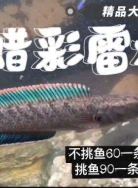 蜡彩雷龙原生鱼冷水原生鱼小型雷龙雷龙鱼奶茶雷龙鱼猛鱼观赏鱼