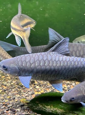 缅甸异口蓝吉罗 蓝吉罗原声鱼锦鲤龙鱼伴侣红吉罗缅甸新光唇