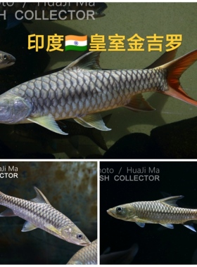 印度皇室金 泥泊尔皇室金吉罗 活体 黄鳍结鱼 红鳍结鱼活体