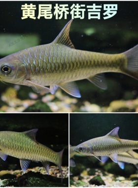 桥街结鱼大鳞结鱼桥街吉罗活体稀有吉罗冷水鱼淡水鱼溪流风水鱼