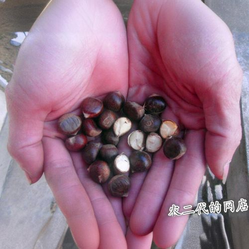 2025高山无人区野生新鲜现摘迁西燕山小尖油锥土板小圆毛栗子包邮