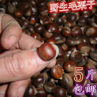 2025江西高山纯野生新鲜云南迁西燕山小油锥土板毛栗子5斤装包邮