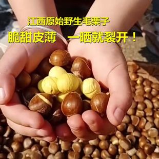 2025江西深高山纯野生新鲜毛栗子迁西燕山中小油锥即食土板圆栗子