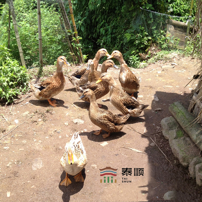 老鸭土鸭2年老鸭子 泰顺一店 农家散养麻鸭肉活体现杀 老水鸭土鸭