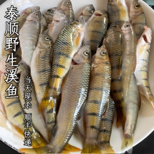 温州泰顺一店泰享念新鲜溪水石斑鱼野生小河鱼原生鱼净膛顺丰250g