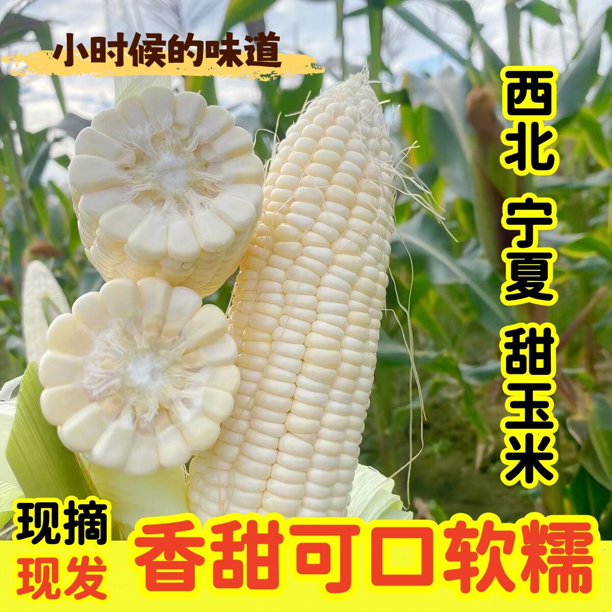 正宗宁夏高山甜玉米白玉米现摘现发新鲜玉米批发老幼皆宜农家自摘