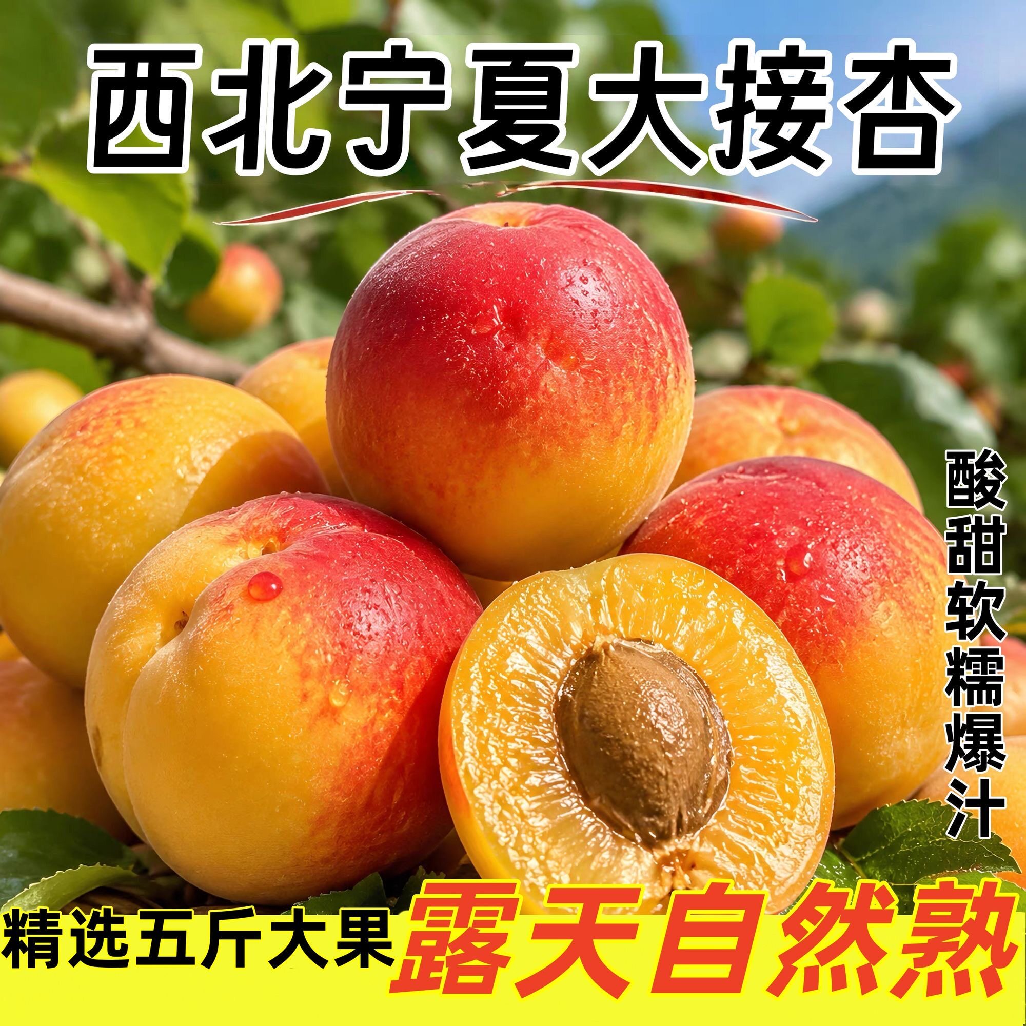宁夏大接杏新鲜水果当季时令水果孕妇酸甜杏子软糯多汁非大黄杏