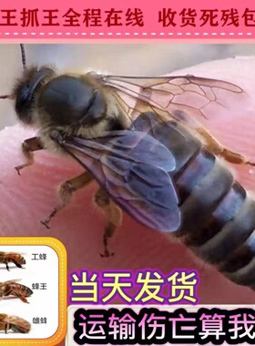中蜂蜂王种王优质高产蜜蜂活体产卵王双色杂交交尾阿坝黑色处女王