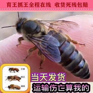 中蜂蜂王种王优质高产蜜蜂活体产卵王双色杂交交尾阿坝黑色处女王
