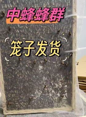 中蜂蜂群带王蜜蜂活体养殖带子脾阿坝中蜂带蜂箱中华土蜂出售笼蜂