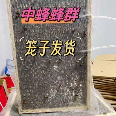 中蜂蜂群中华土蜂笼蜂阿坝中蜂