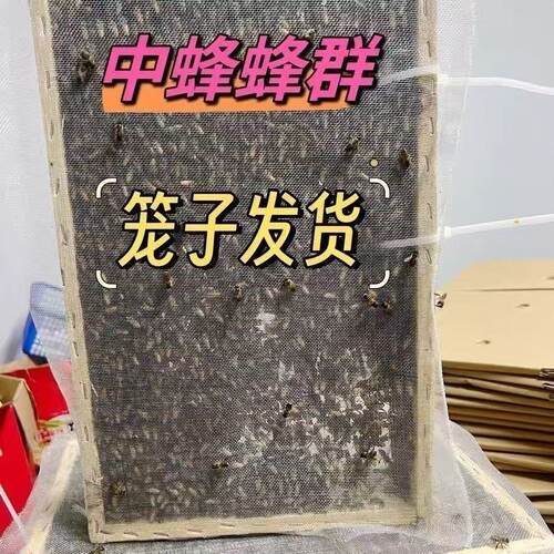 中蜂蜂群中华土蜂笼蜂阿坝中蜂
