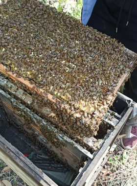 活体蜜蜂群 中蜂蜂群 带王蜜蜂群 阿坝中蜂中华土蜂笼蜂出售包邮