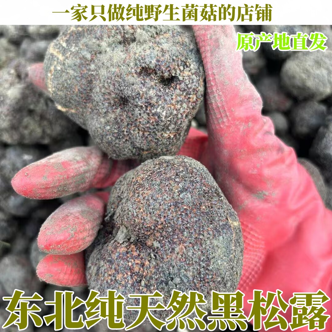 黑松露新鲜菌菇纯野生精品超大个东北松露猪拱菌
