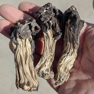 东北野生黑马鞍菌特产黑耳蘑腐竹菌黑松茸干货巴楚蘑菇新精品500g
