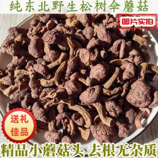 2025年红松蘑松树伞野生精品小蘑菇头干货不开伞红蘑自干东北特产