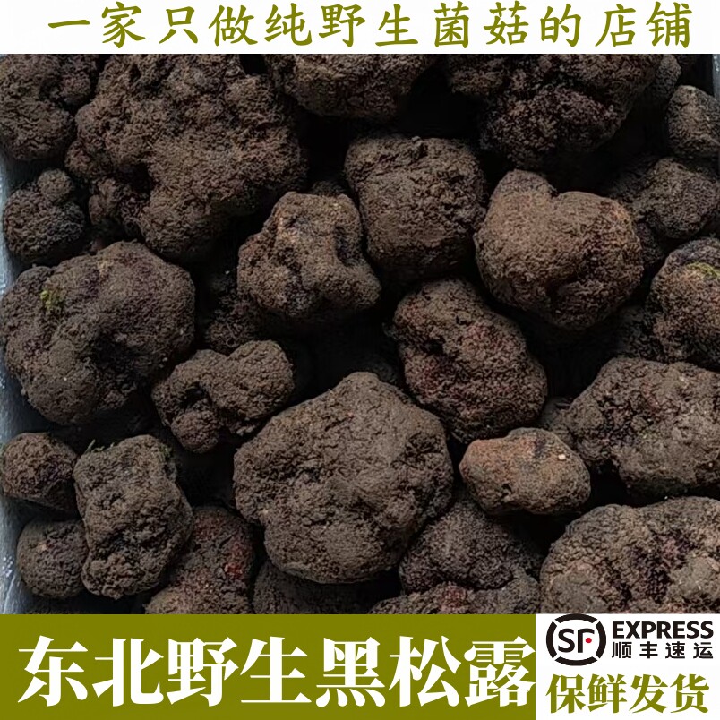 东北新鲜纯野生黑松露精品鲜500g块菌特产顺丰包邮野生菌猪拱菌