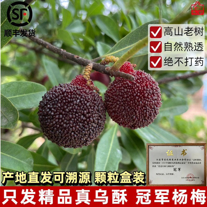 正宗潮阳金灶乌酥杨梅产地直发当季新鲜水果礼盒装非西胪内輋乌苏