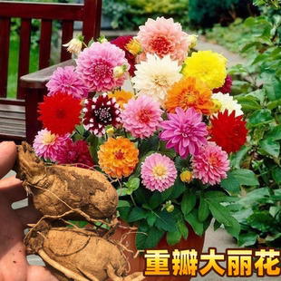 重瓣大丽花种球四季易活多年生花苗庭院地栽阳台盆栽花卉植物