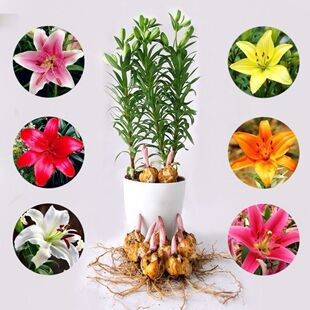 四季百合花种球盆栽百合花种子耐寒百合花苗花卉种子绿植种子花苗