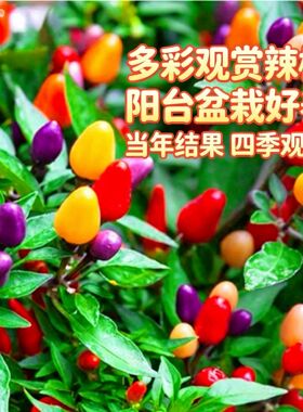 七彩辣椒食用五彩椒朝天椒种子阳台盆栽花种室高产辣椒朝天椒种子