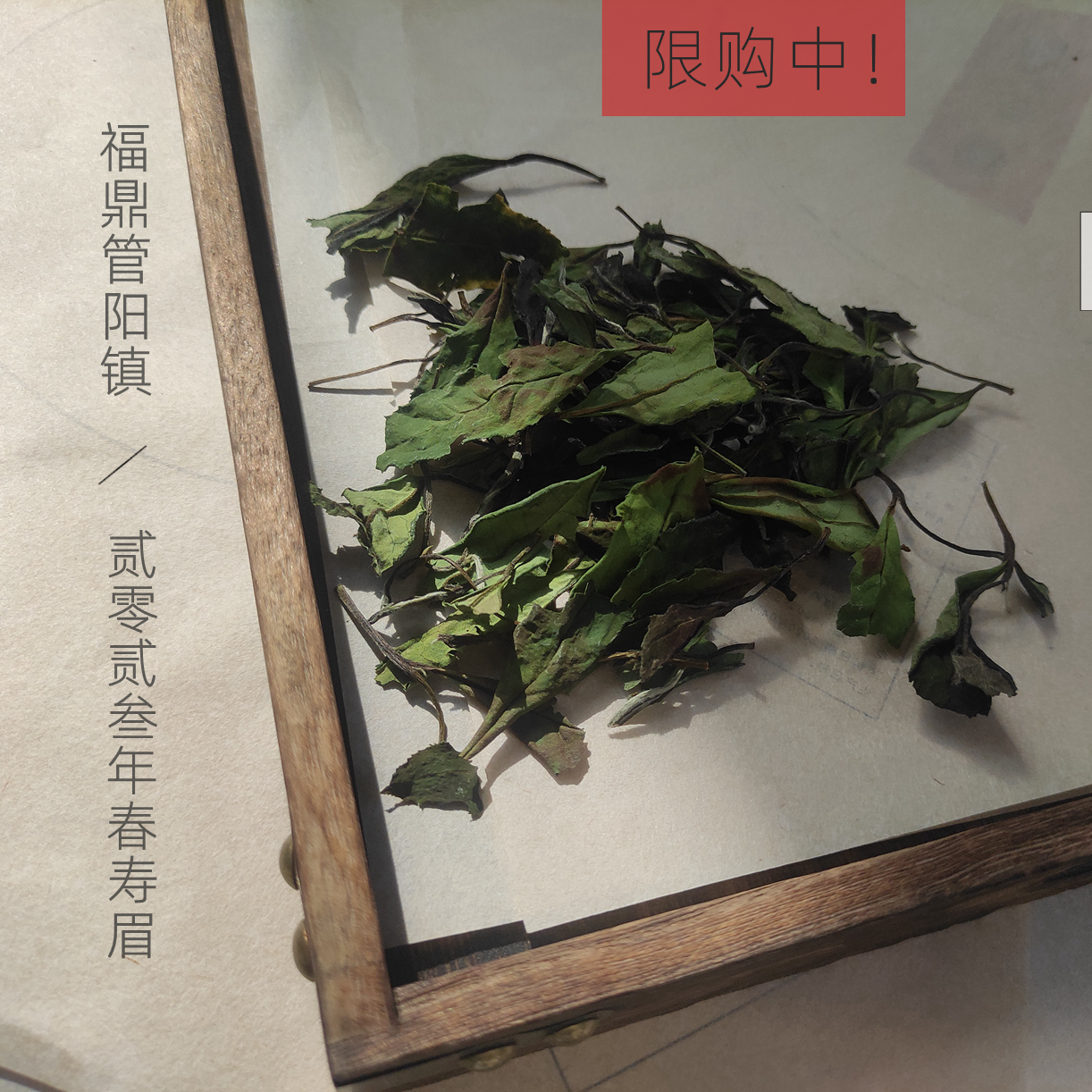 福鼎白茶春寿眉管阳镇直发2023年春茶福鼎管阳白茶低价限购囤茶