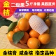 广西阳朔油皮金桔当季 包邮 新鲜现摘酸甜水果麻皮小金桔柑橘子 5斤