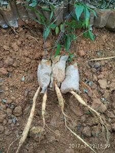 出售小叶大叶牛大力中叶牛大力种子牛大力种苗小苗牛大力盆栽