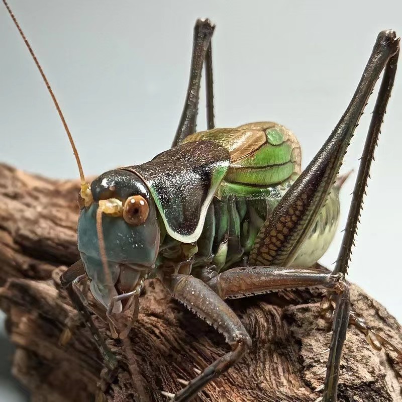 蝈蝈活体鸣虫新脱活虫铁皮山青叫草平谷冬大号翡翠绿带笼子