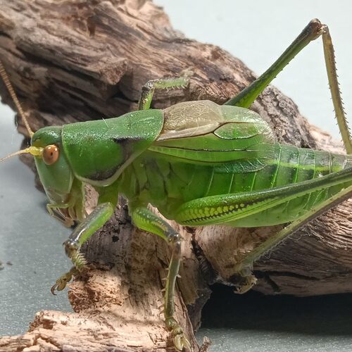 蝈蝈活虫新脱活虫大个铁皮叫蝈蝈大平谷冬蝈蝈直播野生大号翡翠绿