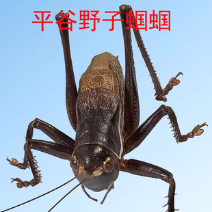 份房自营平谷铁皮蝈蝈大号新脱叫蝈蝈活虫山青翠绿精品鸣虫活体