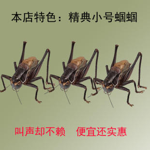 小号蝈蝈平谷铁皮蝈蝈大号新脱叫蝈蝈活虫山青翠绿鸣虫活体