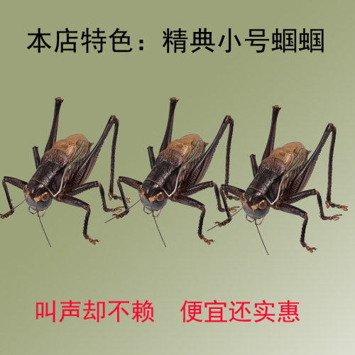 小号蝈蝈平谷铁皮蝈蝈大号