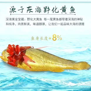 深海野化大黄鱼礼盒礼品新鲜活冻东海鼎盛鸿生态半野生黄瓜黄花鱼