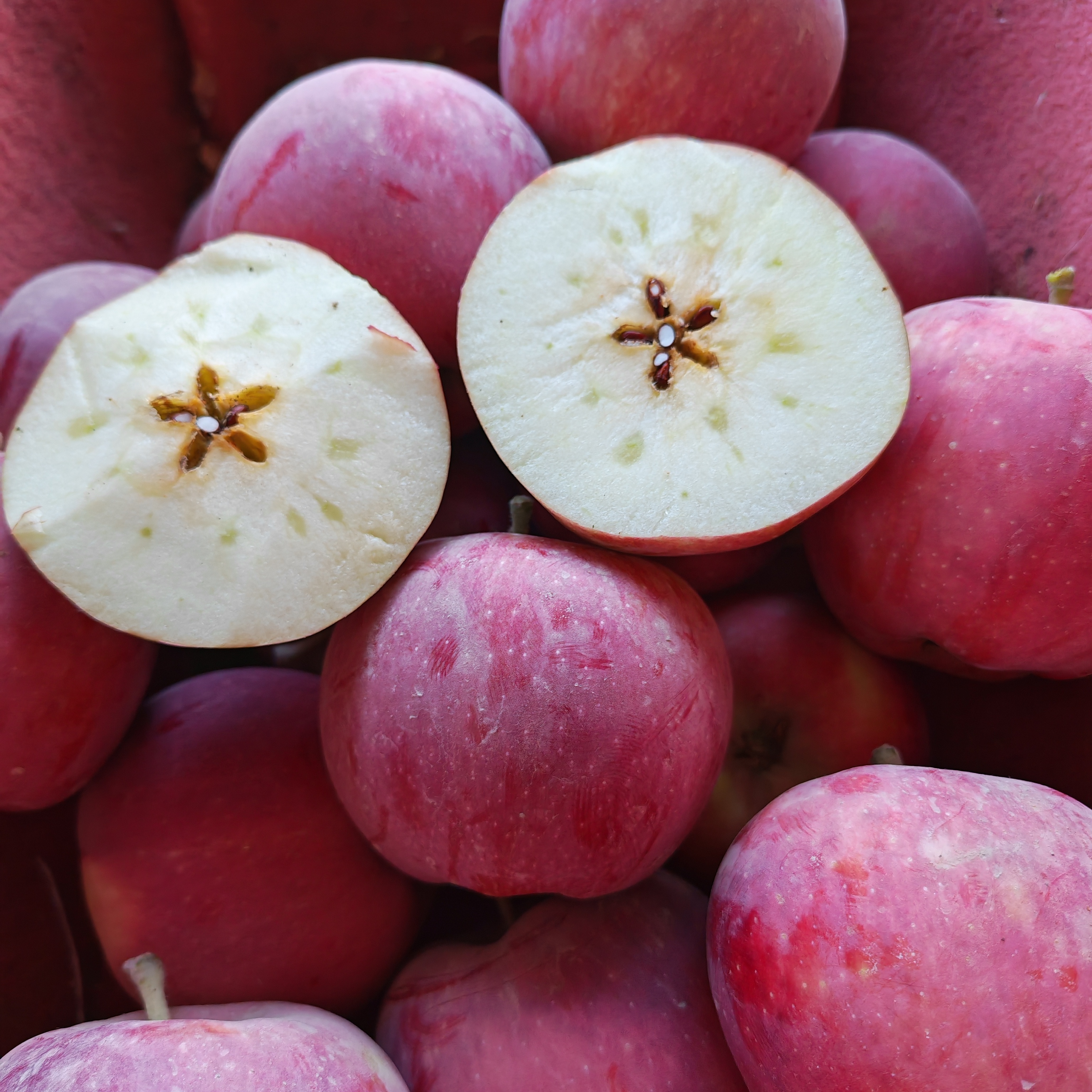 阿克苏新红星苹果粉面沙甜香蕉宝宝刮泥婴儿老人孕妇水果新鲜采摘