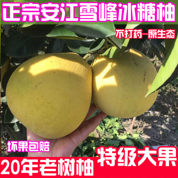 超甜爆汁安江雪峰冰糖柚