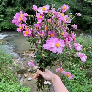 野棉花盆栽中药材苗秋牡丹宿根银打破碗碗花庭院种植包开花成活