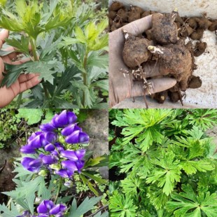 乌头苗大黄草付苗庭院盆栽地栽观赏新