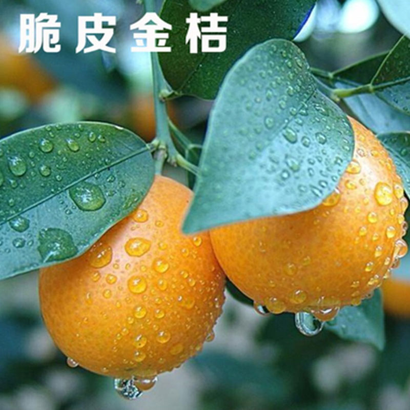 福建龙岩麻皮金桔酸甜可口