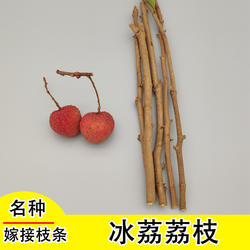 荔枝树嫁接枝条芽条品种改良枝芽头冰荔佛绿御金球观音绿顺丰包邮