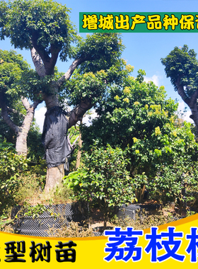 荔枝大树桂味糯米糍仙进奉增城挂绿荔枝盘景苗
