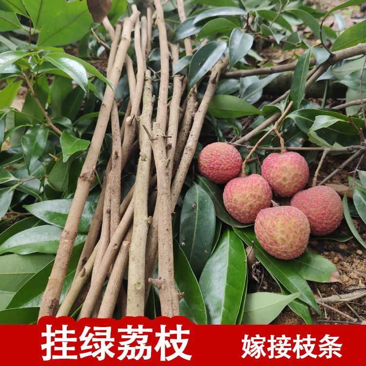 增城荔枝挂绿嫁接枝条芽条品种改良枝芽头果场直供顺丰包邮_虎窝淘