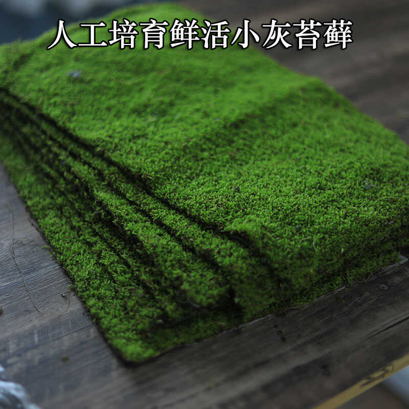 人工培育小灰纱布苔藓