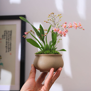 文心兰盆景小兰花办公室绿植桌面盆栽香味浓郁好养花卉植物摆件