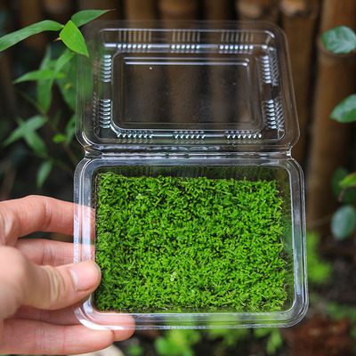 鲜活苔藓人工小灰短绒白发藓水陆缸雨林缸铺面庭院造景微景观青苔