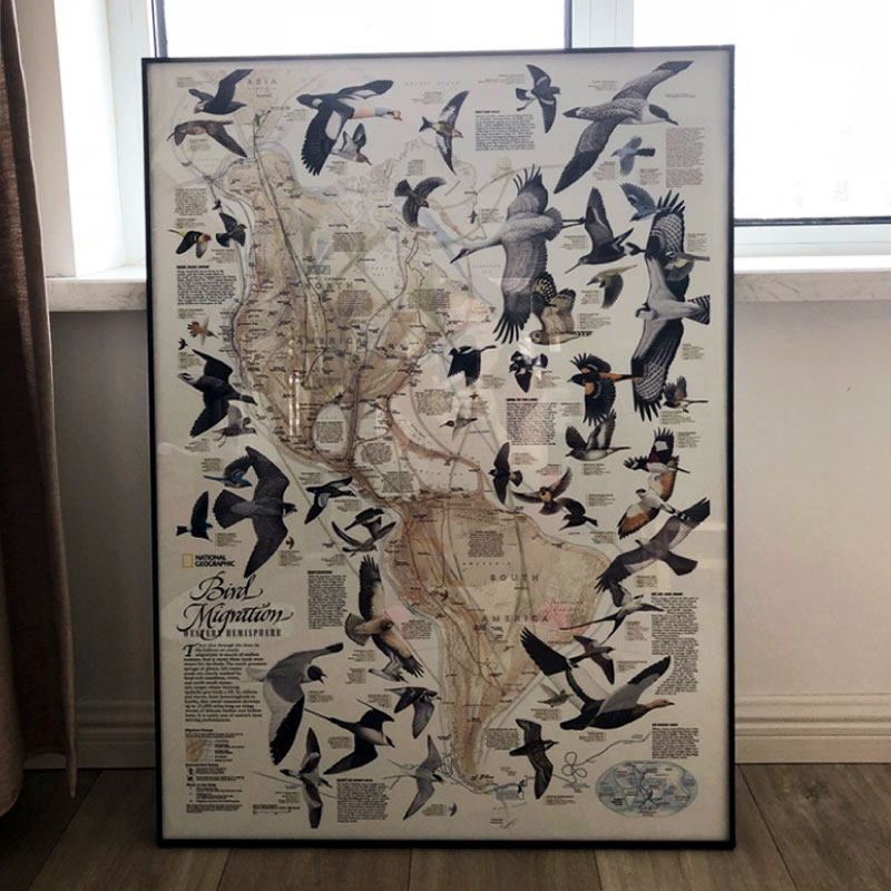 美洲鸟类迁徙图候鸟恐龙亚马逊热带雨林澳大利亚科普地图装饰画