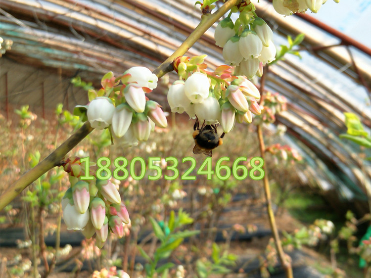 生物蜂王授粉熊蜂授粉蜂蓝莓授粉蜂西红柿子授粉蜂草莓授粉蜜蜂子