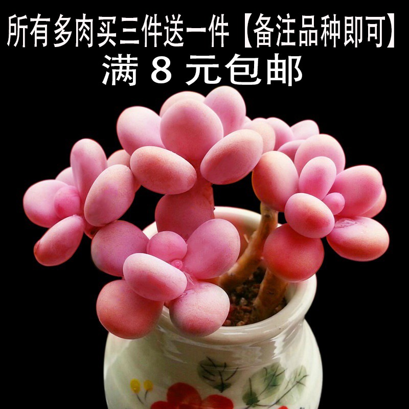 多肉植物桃蛋吉娃娃吸财树多肉超萌肉肉易爆盆办公室花卉绿植盆栽
